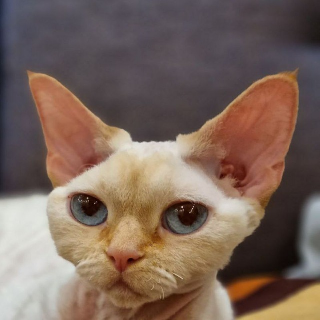 Руна - девон-рекс. Кошка...