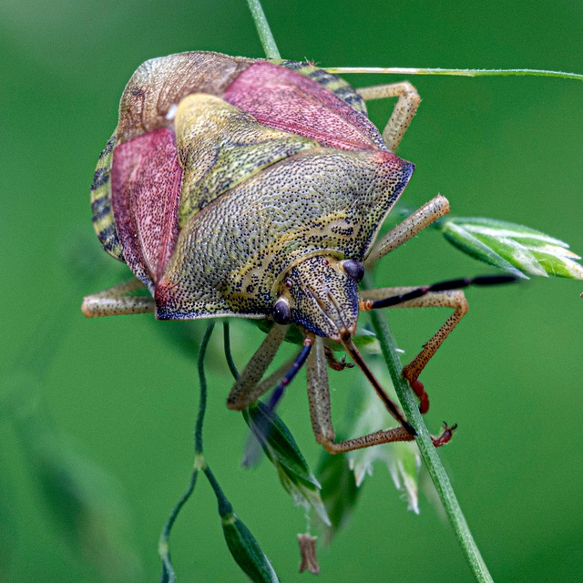 Про макро фото / Pro macro photo