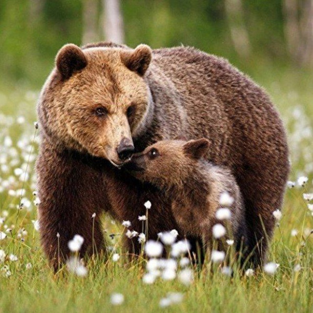 Родная Деревня ❤️