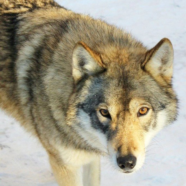 ВОЛКОСОБ - WOLFRIEND WOLFDOGS ?