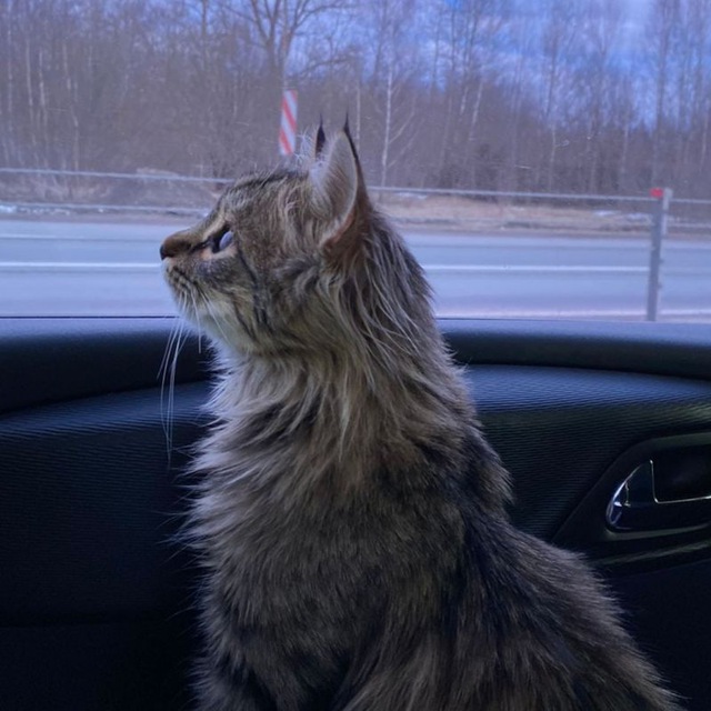 Екатерина Миланова, друзья и котики?