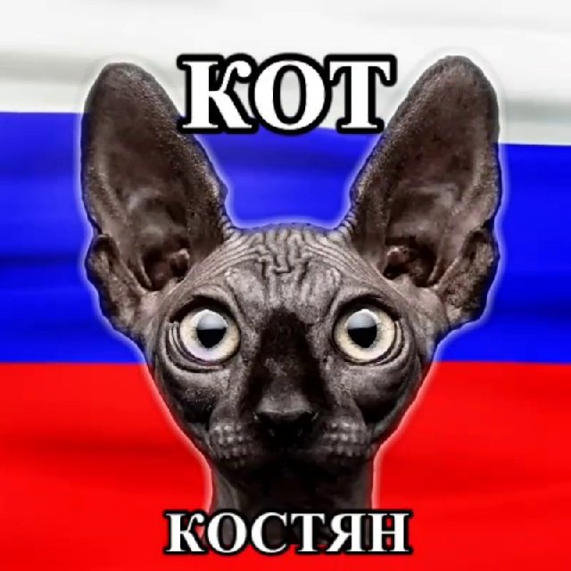 Телеграм канал кот костян