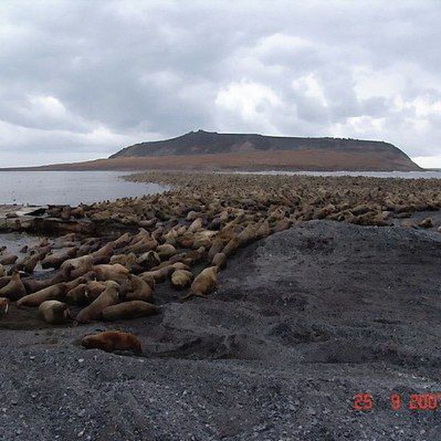Рыркайпий - моржовый мыс