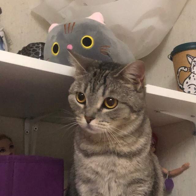 кошька любит Любу