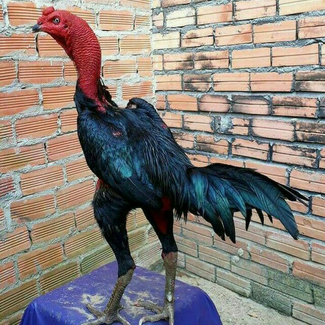 Gozal rus onasi oglini vasvasaga soldi va u jinsiy aloqaga qarshi tura olmadi. Cheerleader porno tomosha qiling