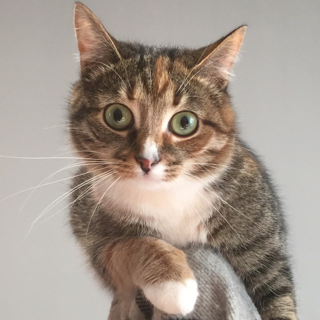 МЫ С КОТОМ делаем сайты