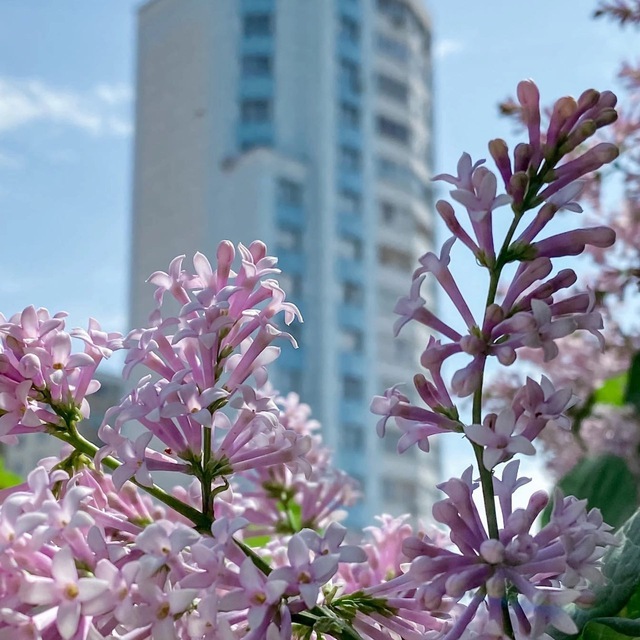 Горский микрорайон Новосибирск