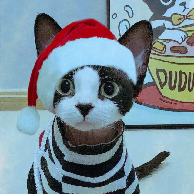 Meow?..?