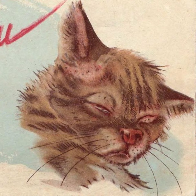 Против шерсти