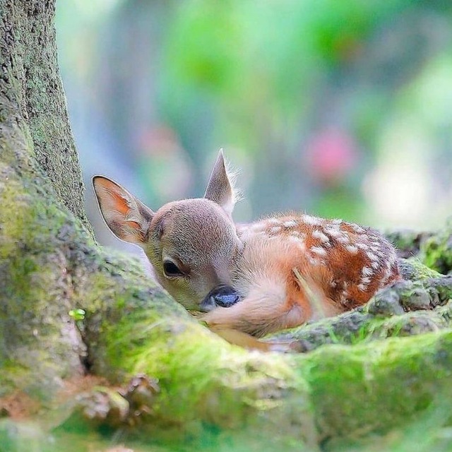 Природа Мира