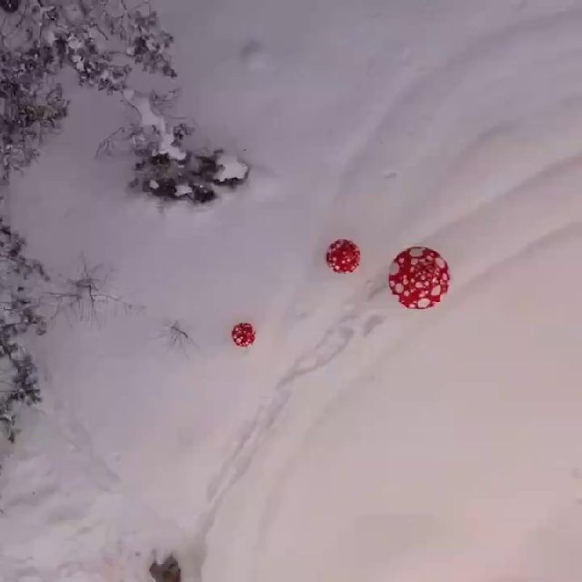 Мухоморы сушеные