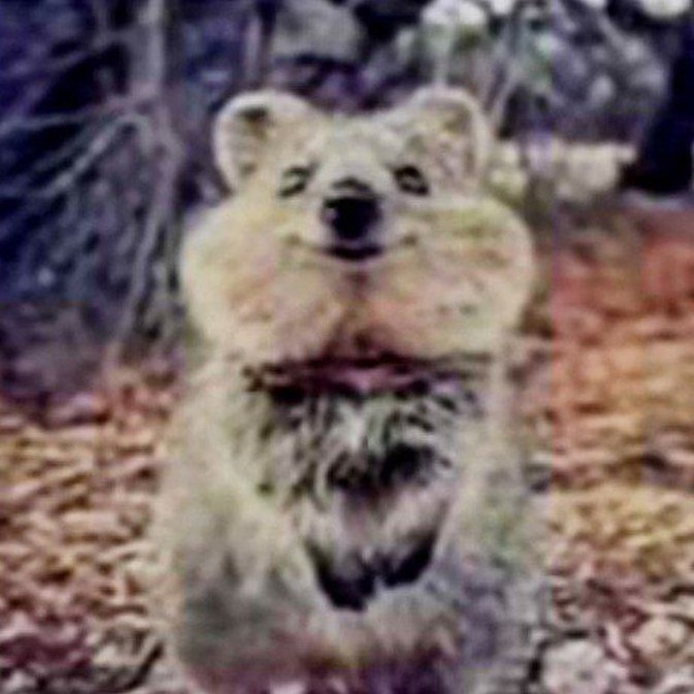 шышел мышел