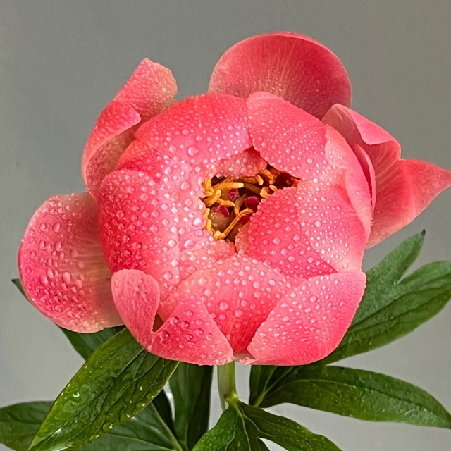 Golden Flowers — цветы и кофе