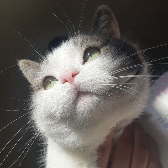 Кот Федул