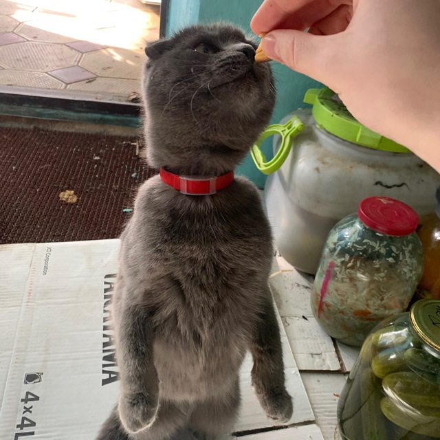 Мысли кубоголового