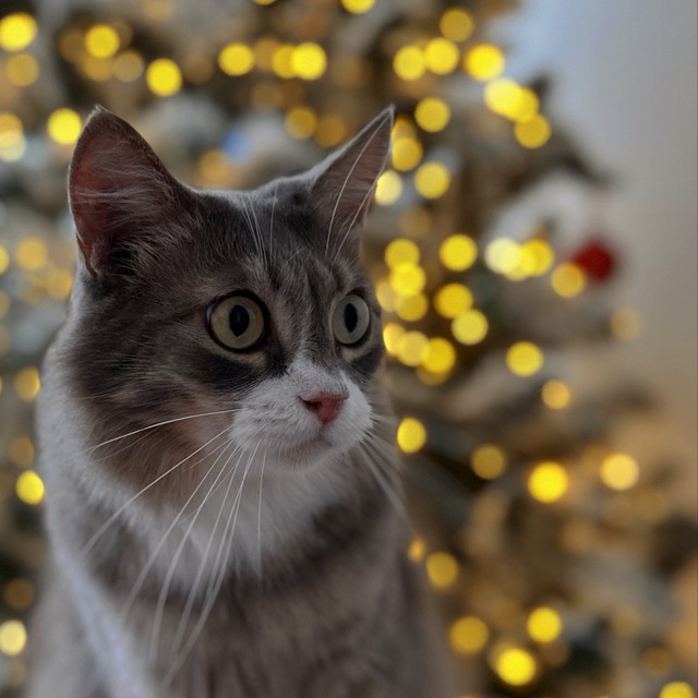 ✨ Парфкотики ✨