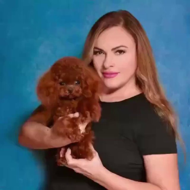 Питомник ФОРТУНЕ СТАР: Мальтипу,Бивер, Тедди Пудель.