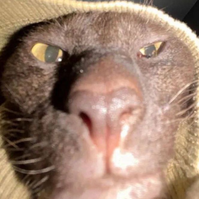 Кошачье Логово ?