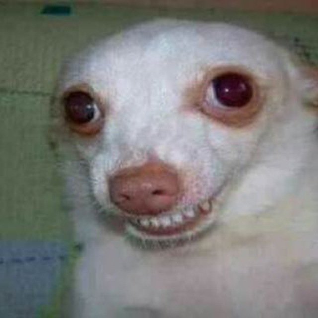 Новости Плюха и Шишки