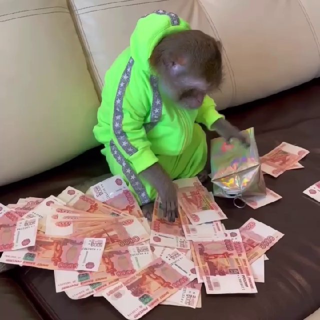 Обезьянка Чита