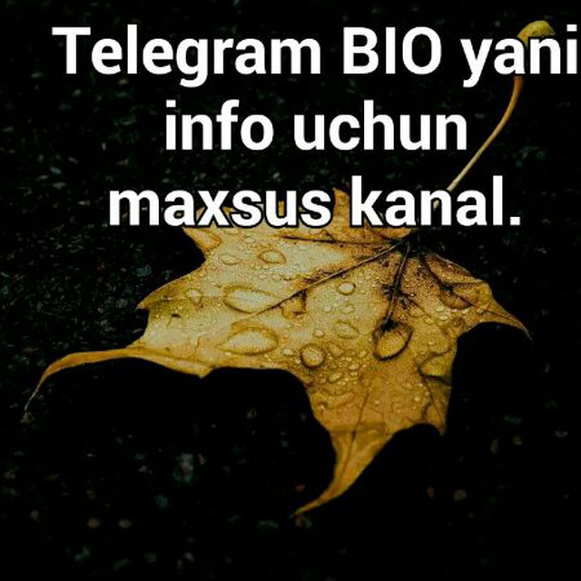 Что такое био в телеграмме. Telegram uchun bio. Био телеграм. Telegram chanel icon. Telegram bio.
