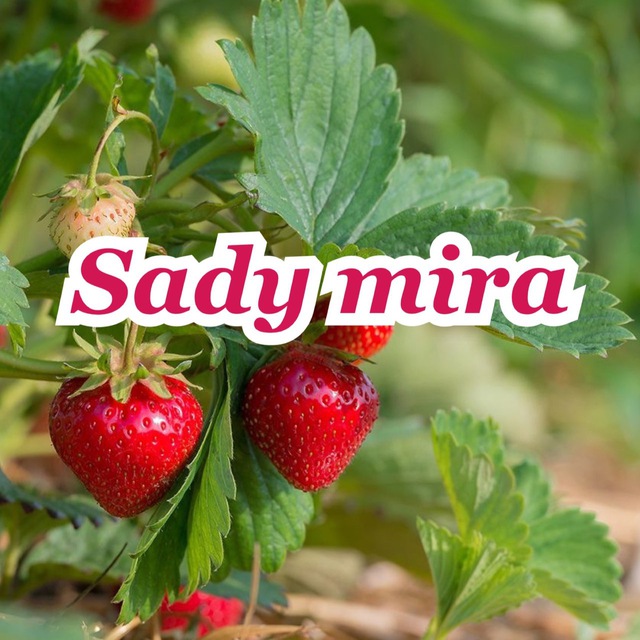 SadyMira ???
